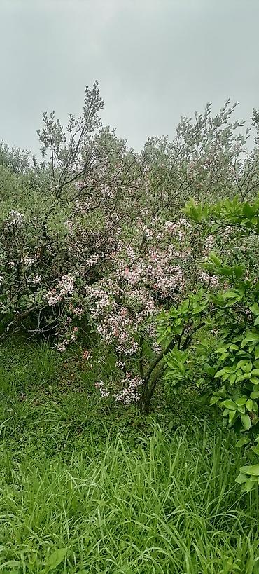 lenkeran ev: 11 sot, Tikinti, Mülkiyyətçi, Kupça (Çıxarış) — 1