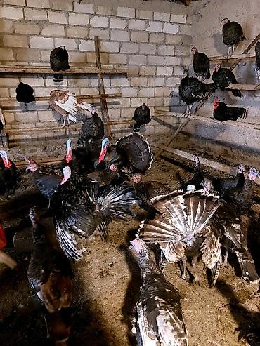 Cücələr: Hinduşka cücələri, Ətlik — 7