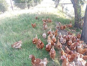 Куры, петухи: Продаю | Куры | Несушки — 1