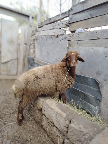 Quzu: Quzu, Erkək, Qala, ay: 1, 29 kq, Ətlik, Damazlıq, Ünvandan götürmə — 10