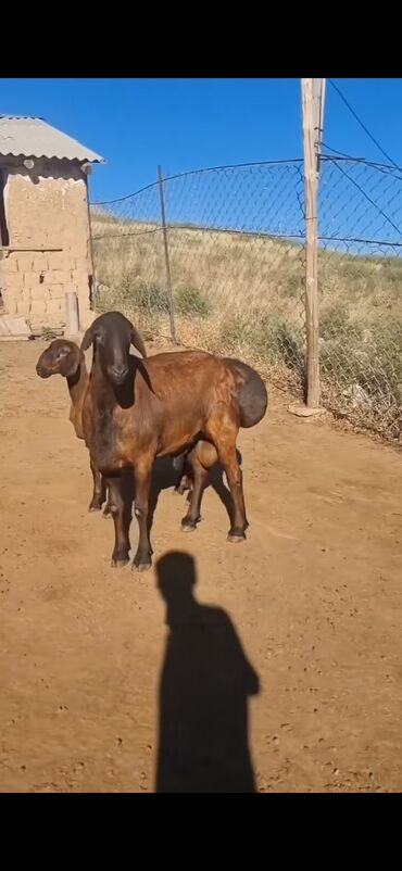 Qoyunlar, qoçlar: Qoyun – qaragül/quyruqlu ətlik tip. - Rəng: tünd qəhvəyi — 4