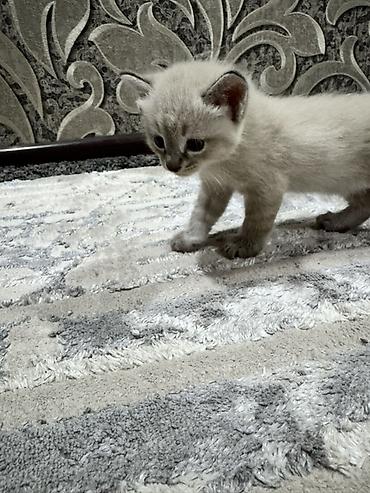 котята коротколапые: Котята, домашнее выращивание. - Окрас: два короткошёрстных тигровых — 6