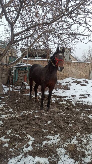Лошади, кони: Продаю | Жеребенок | Рабочий, Конный спорт — 3