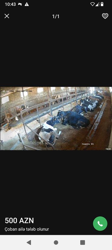 iş online: Ferma iş axtariram isimde meslyedi celdem aleliyem baxa qalib baxmaq