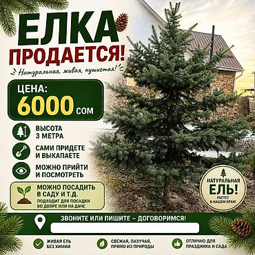 Натуральная живая ель, пушистая, без химии. Цена: 6000 сом at lalafo.kg Натуральная живая ель, пушистая, без химии. Цена: 6000 сом