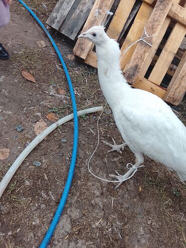 срочно продаю в связи с переездом: Белый павлин (альбинос/лейцистическая окраска) Описание: - Домашняя