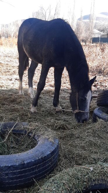 Лошади, кони: Продаю | Конь (самец) | Конный спорт — 10