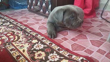 İtlər: Kane-Korso — 5