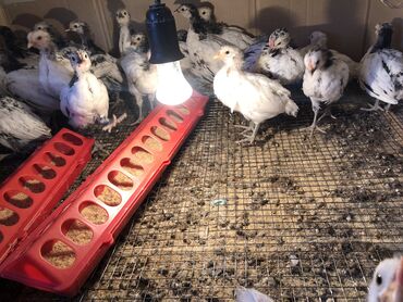 продажа цыплят в бишкеке: Продаем цыплят породы Лакенфельдер суточных и месячных