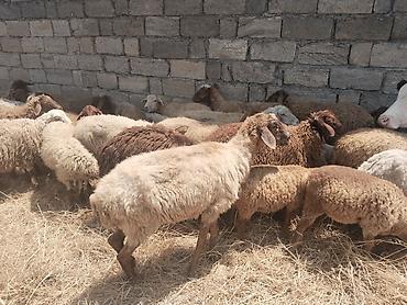 qala cinsi qoyun satilir: Salam tam saglam heyvanlar satilir qoyun quzu keci cepis qoc kime ne — 9