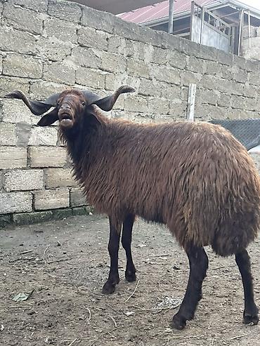 qala sortu qoyunlar: Temiz mor karaman cinsidir 1 yaş 2 aylıqdlr başqa qoyunlarda var — 1