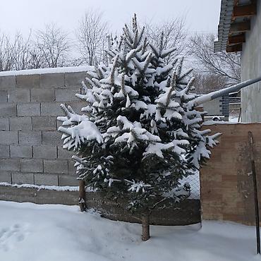 Декоративные деревья: Саженцы деревьев: Ели — 3