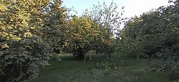 Torpaq sahələrinin satışı: 100 sot, Biznes üçün, Mülkiyyətçi, Kupça (Çıxarış), Müqavilə -da lalafo.az — 4 Torpaq sahələrinin satışı: 100 sot, Biznes üçün, Mülkiyyətçi, Kupça (Çıxarış), Müqavilə — 4