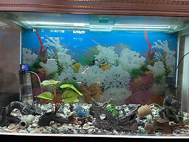 akvarium gəncə: Dördbucaq akvarium, Boş, 320 l, Ünvandan götürmə — 2