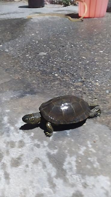 Аквариумы: Tısbağa 🐢🐢🐢🐢🐢 ünvan, Bakı şəhəri, Nizami metrosu yaxınlığında — 7