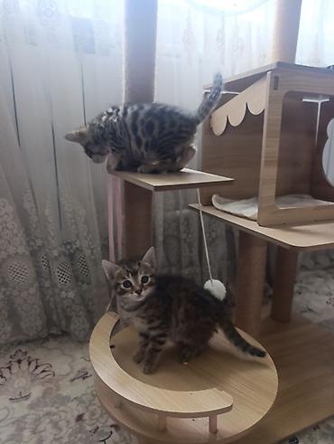 green lion: Котята бенгальской породы 2 месяца — 5