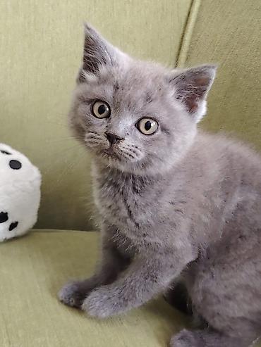 Кошки: Шотландская, Самка, Самец — 1