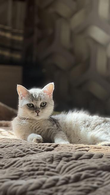 🐱 Продаётся кот серебристая шиншилла 🤍 Красивый, пушистый кот