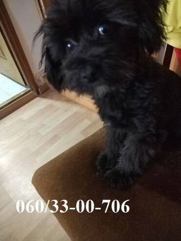 Psi: Maltipoo štene Muško štene Maltipoo majka crna mala pudla, otac