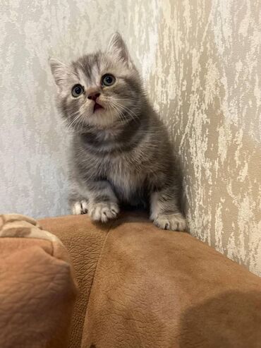 Pişiklər: Şotland — 9