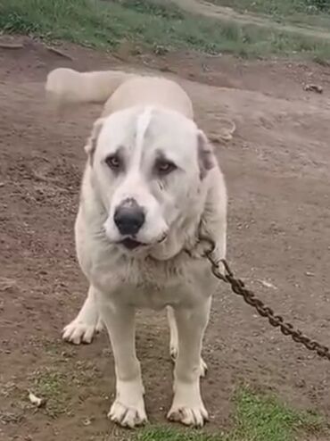 it pudel: Гурдбасар, 6 месяцев, Самка, С прививками, Бесплатная доставка at lalafo.az it pudel: Гурдбасар, 6 месяцев, Самка, С прививками, Бесплатная доставка