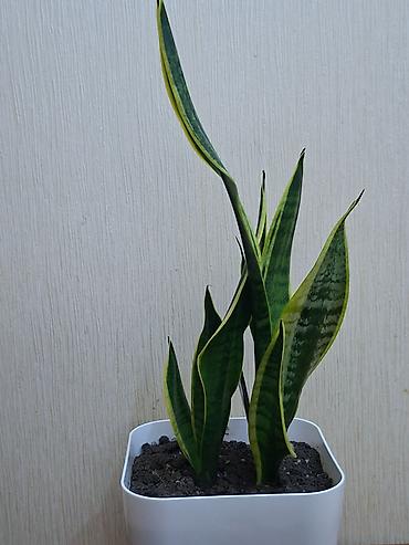саландра цветок: Sansevieriya "Laurentii" (Qayınana dili) dibçəkdə ​Sansevieria otaq — 1