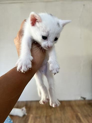 турецкая кошка: Котёнки с большими выразительными глазами. Короткая мягкая шерсть — 8