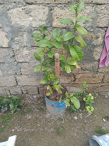 sitili: Sitrus fidanları – vedrələrdə/çəlləklərdə əkilmiş, kökləri formalaşmış — 1