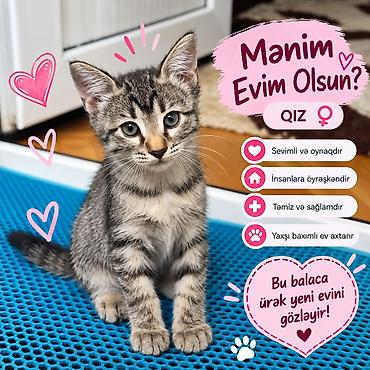 Кошки: 🐾 Təcili sahibləndirilir! 2 aylıq pişik balasıdır — 3 qız. 🐱❤️ Ev — 3