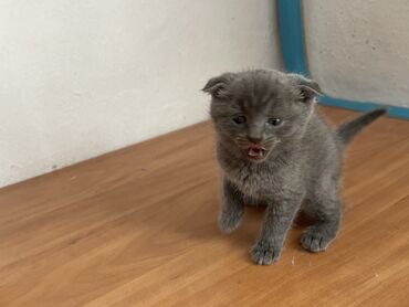 кошки продажа: Скотиш Фолд (Шотландская вислоухая), 1 месяц, Девочка