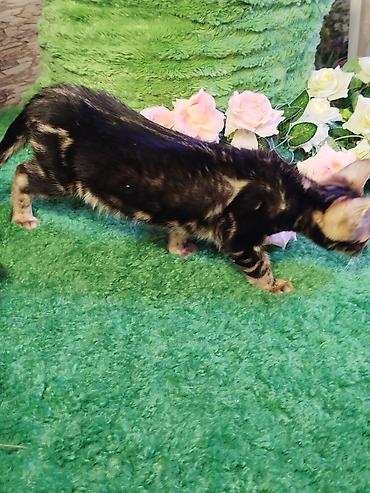 Продажа кошек: Бенгальская, 2 месяца, Мальчик, Черный, Приучена к лотку, Проглистована, С документами — 18