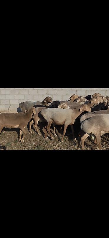цесарка яйца: Продаю | Овца (самка) | Арашан | Для разведения | Племенные, Котные, Матка — 7