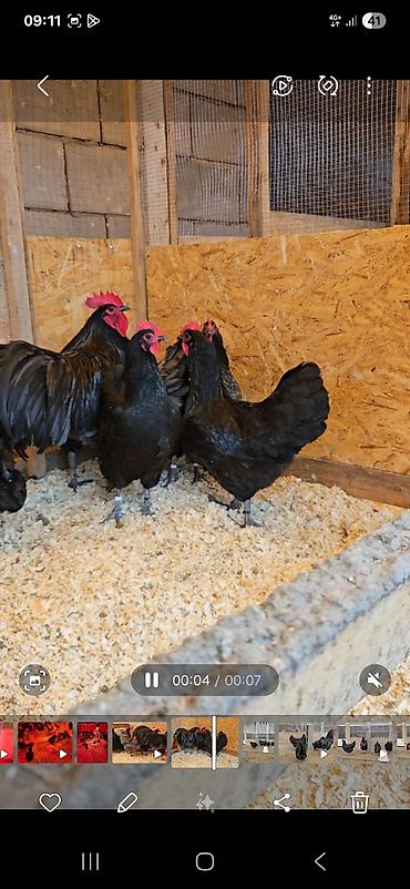 Куры, петухи: Продаю | Куры | Для разведения — 1