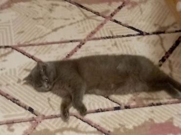 cat ruletka: Şotland, Dişi, Ödənişli çatdırılma, Ünvandan götürmə — 4