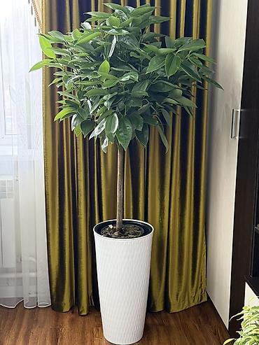 высокий кактус: 🌿 Живое растение — Корица! 🌿 Высота: 175 см Цена: 5000 сом 💚 — 2