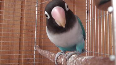 Птицы: Масковый неразлучник считается одним из самых красивых видов