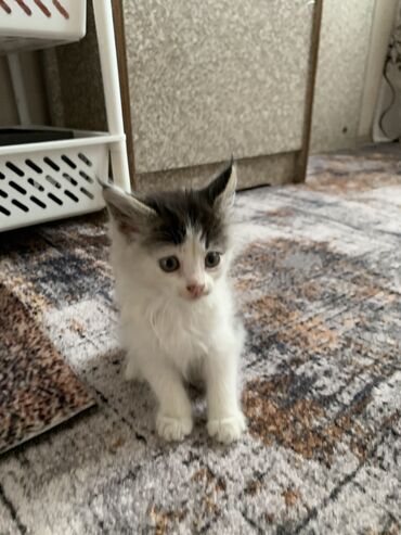 отдам котенка рэгдолл: Кошка даром: Беспородная, 2 месяца, Девочка, Приучена к лотку, Проглистована