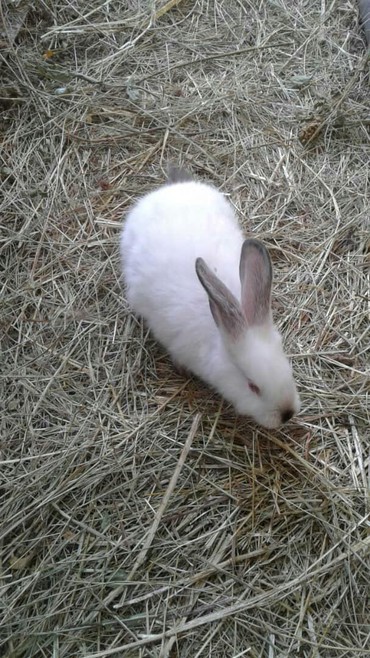 Декоративные кролики: Кролики — 3