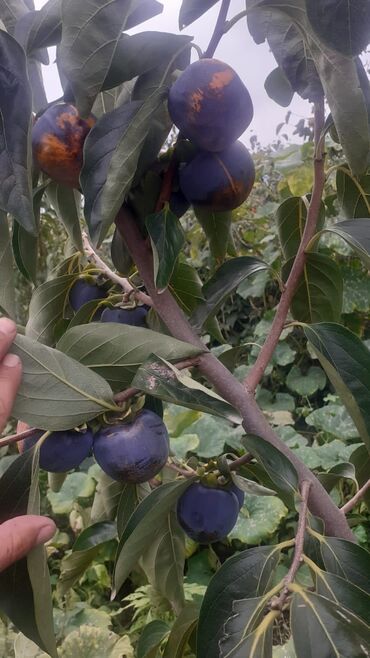 Ağaclar: Yalnız bizim təsərfatimizda bölgələrə uyğun olaraq ağacların kok — 28