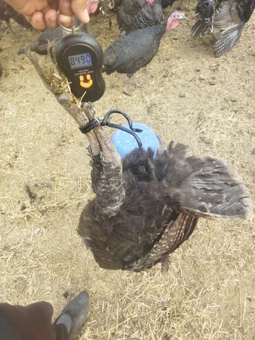 Индюки: Продаю | Индюк (самец) | Полукровка | На забой | Племенные — 12