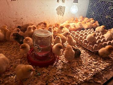 qus iran: Lohman Braun cücüleri paylaşdığım Cücələr 1 həftədir çıxıb 2.50di — 2