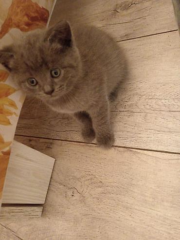 Кошки: Britaniya tipli balaca pişiklər - Cinsə bənzər xüsusiyyətlər: qısa və — 3