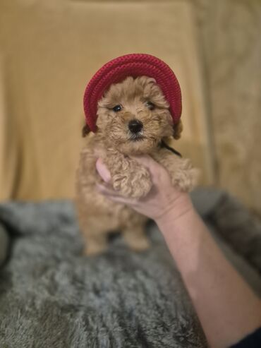 İtlər: Pudel, 2 ay, Erkek, Peyvəndli — 5