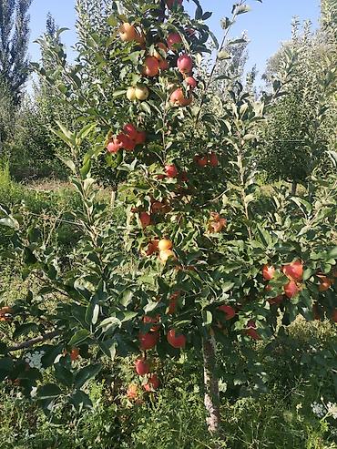 Продажа сельхоз предприятий: Продаю 6 ти летние яблоневые деревья (действующий яблоневый сад) — 7