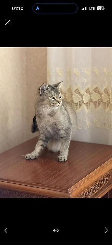 Кошки: Шиншилла, Самка, В добрые руки, Платная доставка — 2