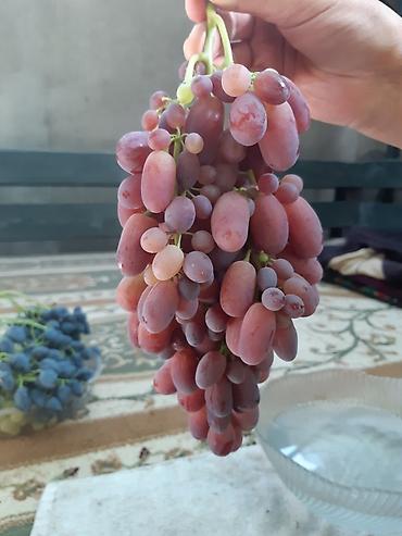 Виноград: Годовалые саженцы винограда. Цена от 200 до 300 сом. Черенки по 50 — 4