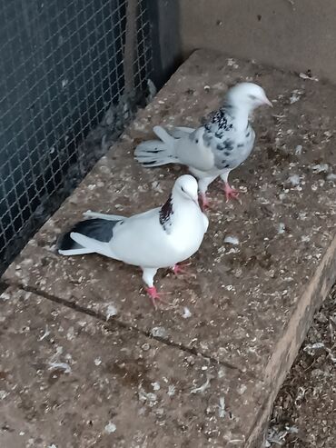 Göyərçinlər: Şəkillərin hamısına baxın. hər cinsdə quşlar satılır . qiymət biri — 22