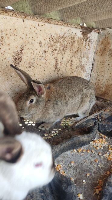 Кролики: Продаю | Крольчиха (самка), Кролик самец
