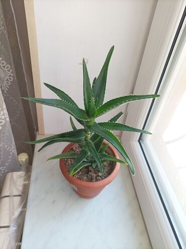 güldəfnə bitkisi: Aloe Vera və.s