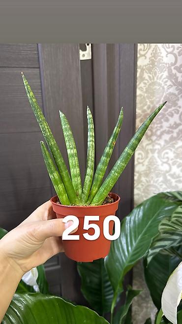 Другие комнатные растения: Комнатные цветы, цены написаны на фото — 2